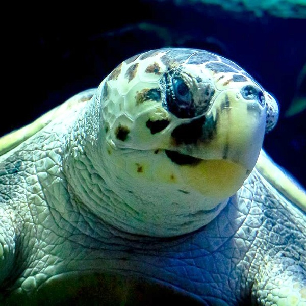 Acuario de Lanzarote: Entrada sin colas