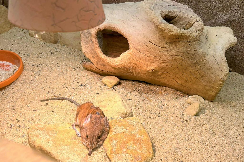Zoo di Praga: Biglietto d'ingresso + Audioguida