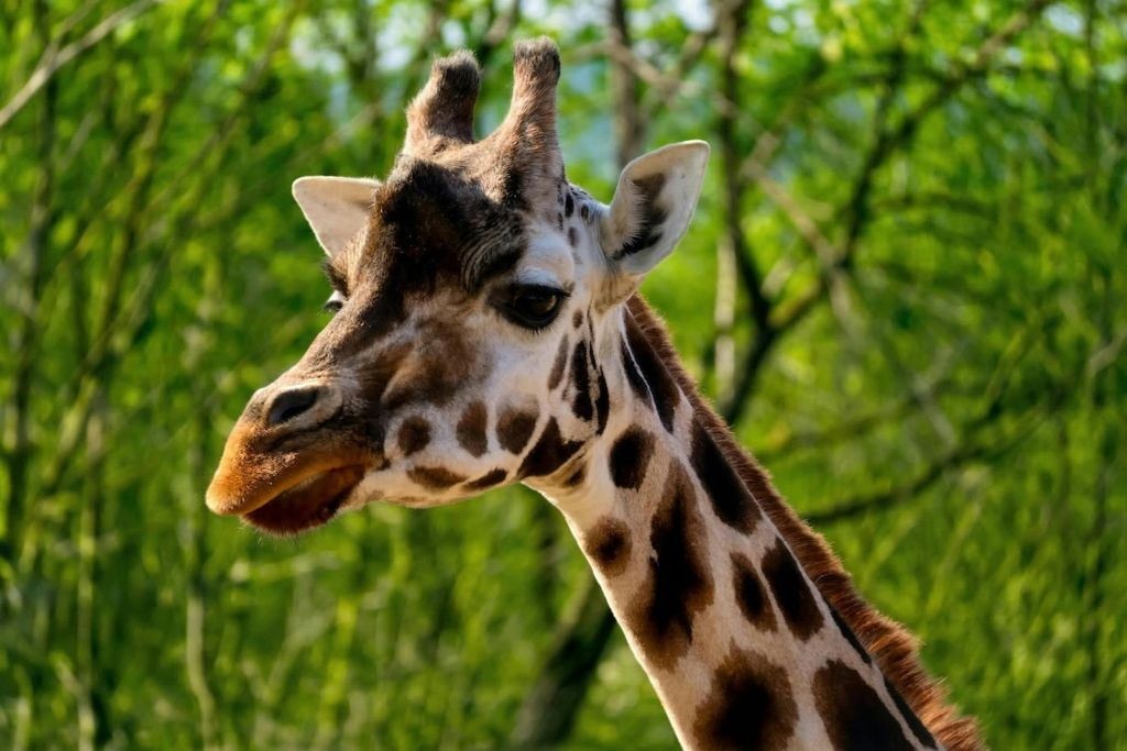 Zoo di Praga: Biglietto d'ingresso + Audioguida