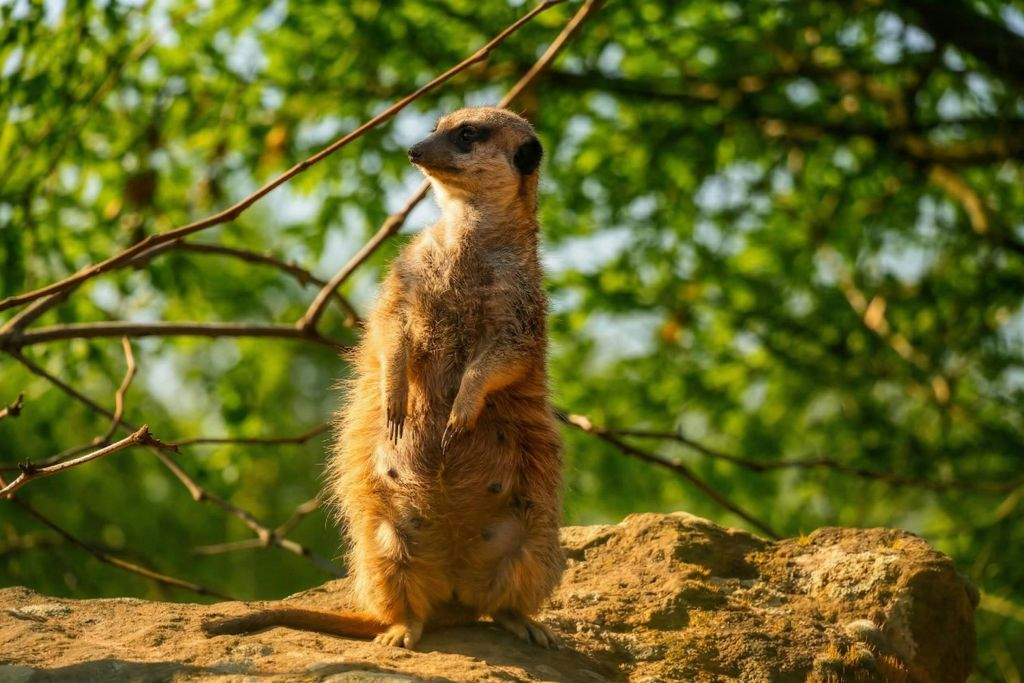 Zoo di Praga: Biglietto d'ingresso + Audioguida