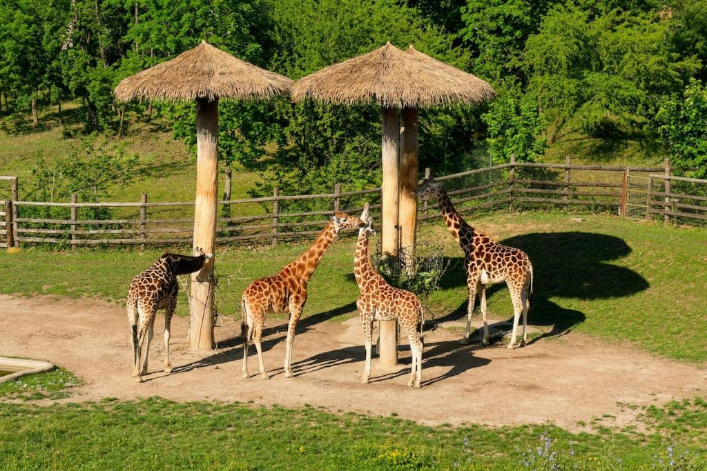 Zoo di Praga: Biglietto d'ingresso + Audioguida