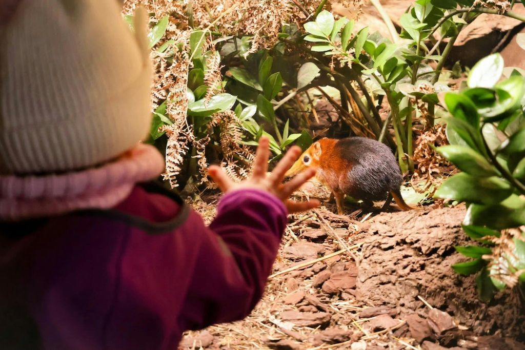 Zoo di Praga: Biglietto d'ingresso + Audioguida