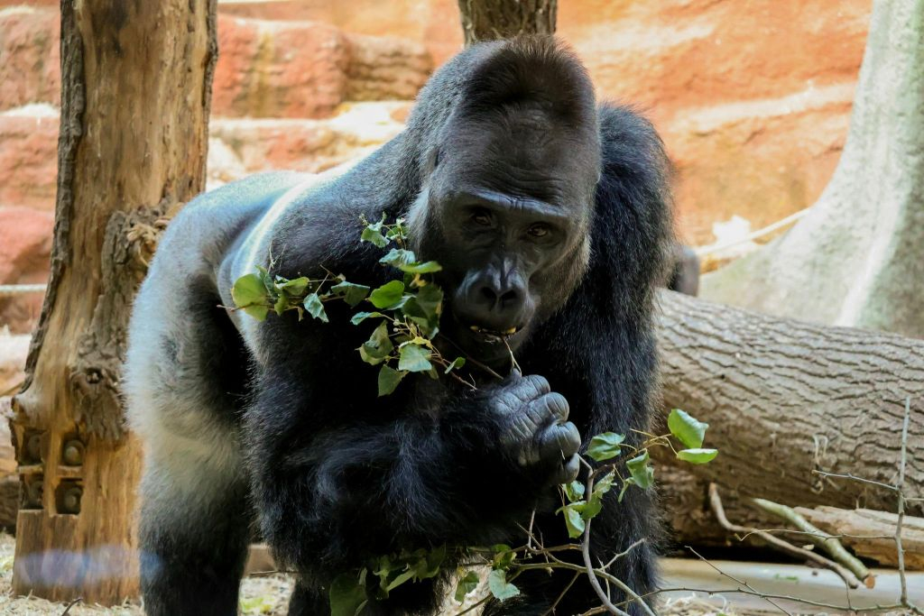 Zoo di Praga: Biglietto d'ingresso + Audioguida
