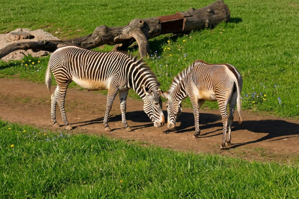 Zoo di Praga: Biglietto d'ingresso + Audioguida