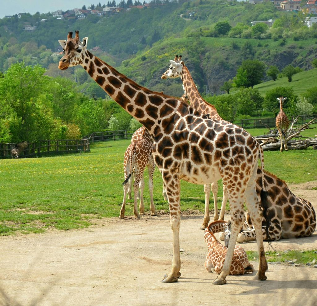Zoo di Praga e in Barca sul Fiume verso lo Zoo