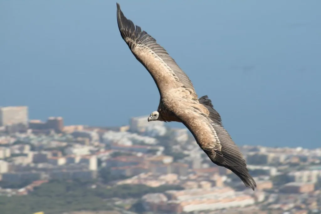 Teleférico Benalmádena