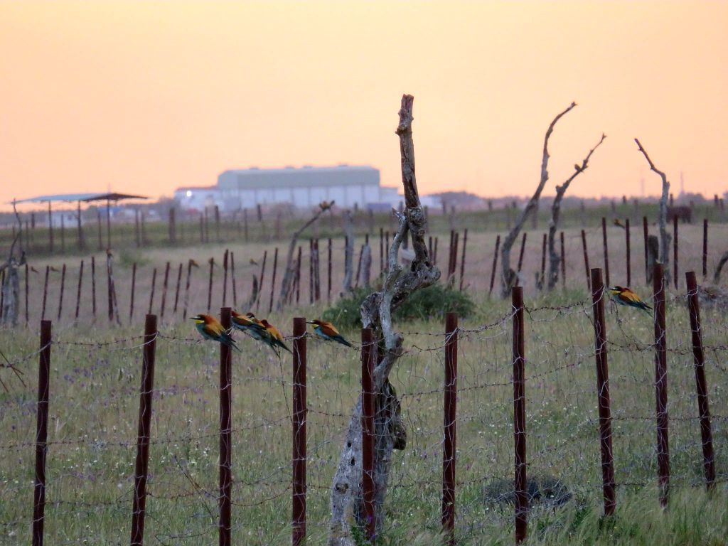 Doñana National Park and El Rocío: Day Trip from Seville