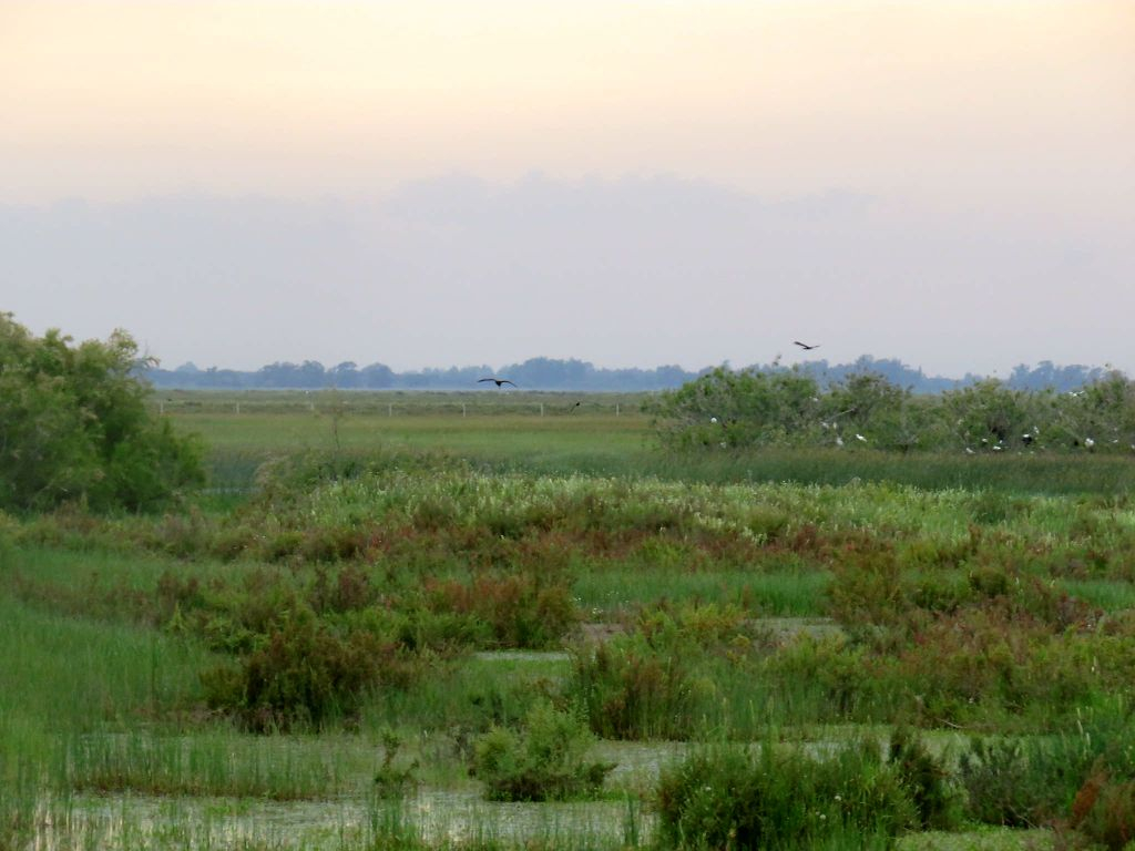 Doñana National Park and El Rocío: Day Trip from Seville