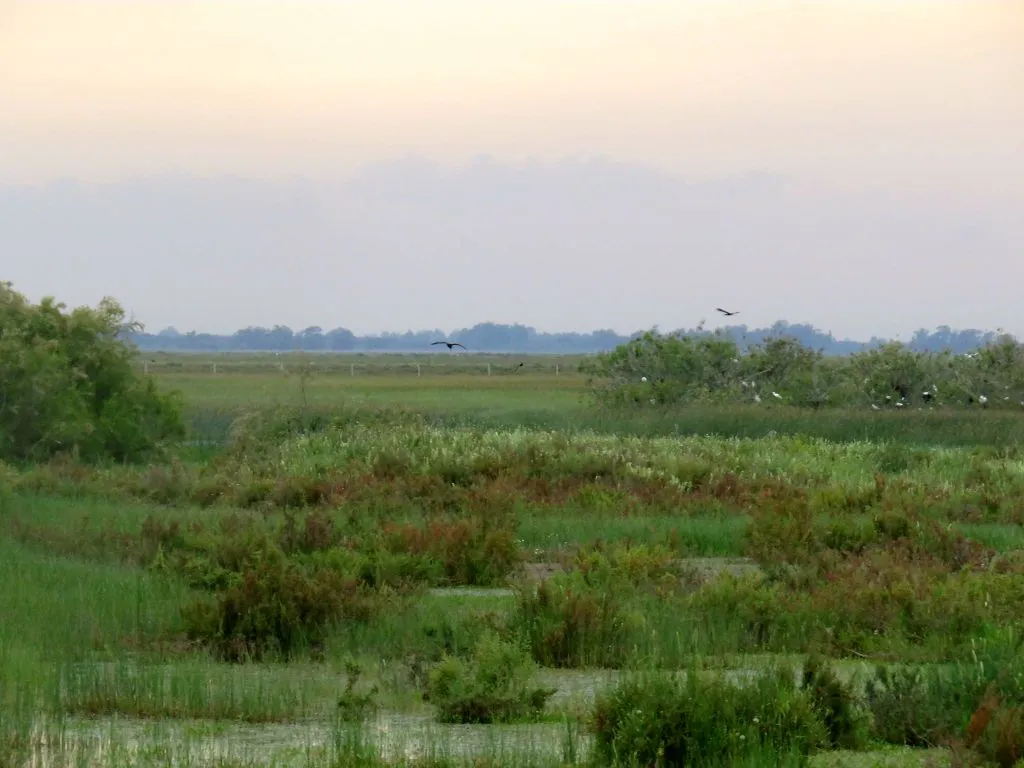 Doñana National Park and El Rocío: Day Trip from Seville