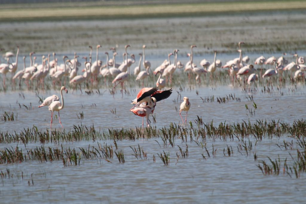 Doñana National Park and El Rocío: Day Trip from Seville