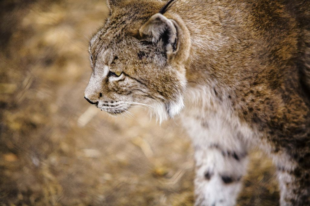 Doñana National Park and El Rocío: Day Trip from Seville