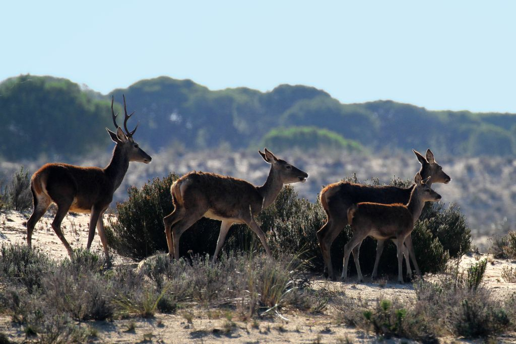 Doñana National Park and El Rocío: Day Trip from Seville