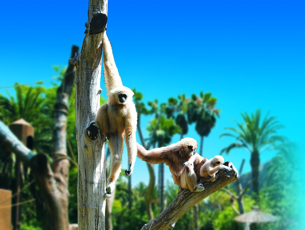 Palmitos Park
