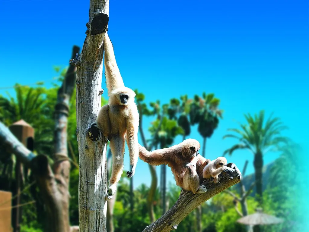 Palmitos Park
