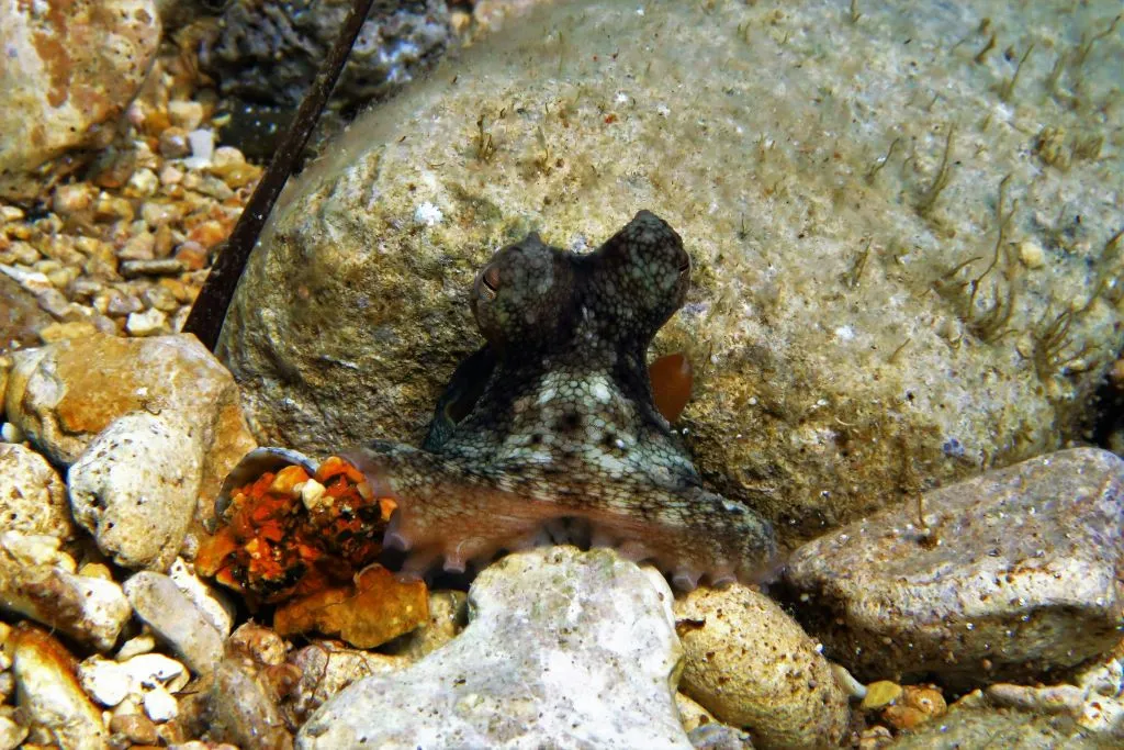 Blue Waters Dive Cove : 3 jours de cours PADI Open Water