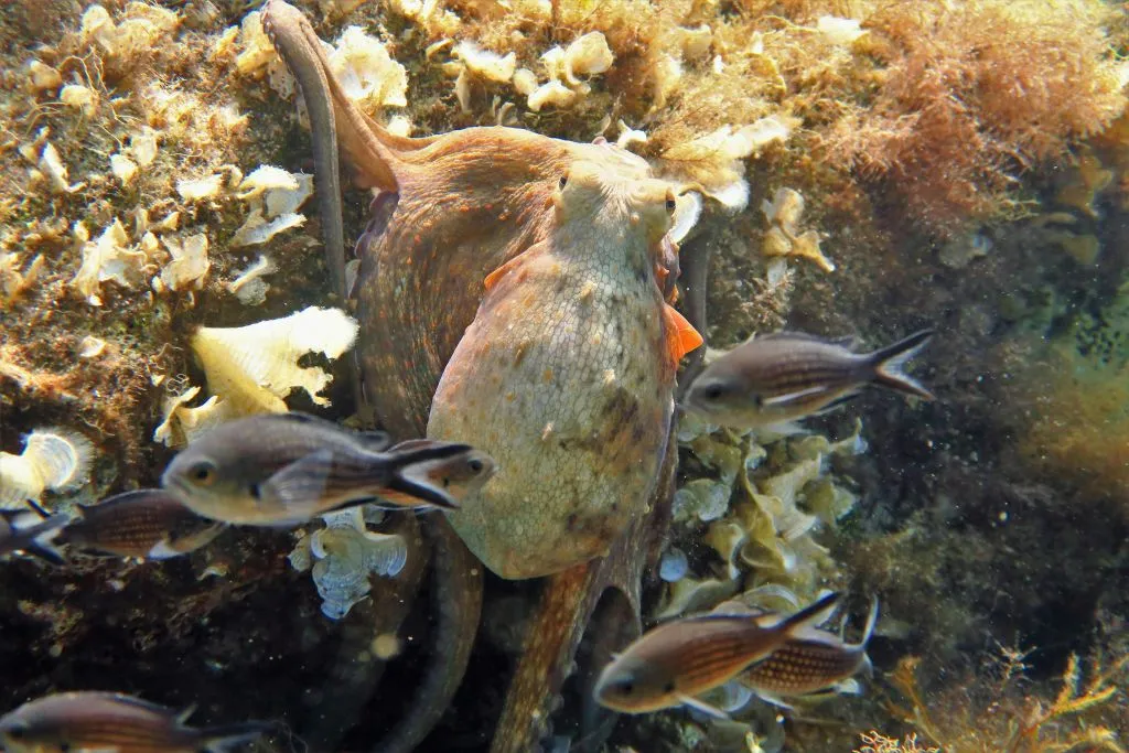 Blue Waters Dive Cove : 3 jours de cours PADI Open Water