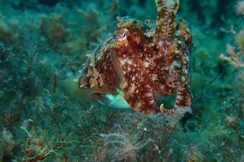 Blue Waters Dive Cove : 3 jours de cours PADI Open Water