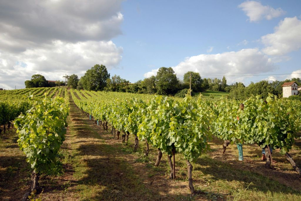 Albi, Cordes-sur-Ciel et Gaillac : Visite guidée depuis Toulouse + dégustation de vins