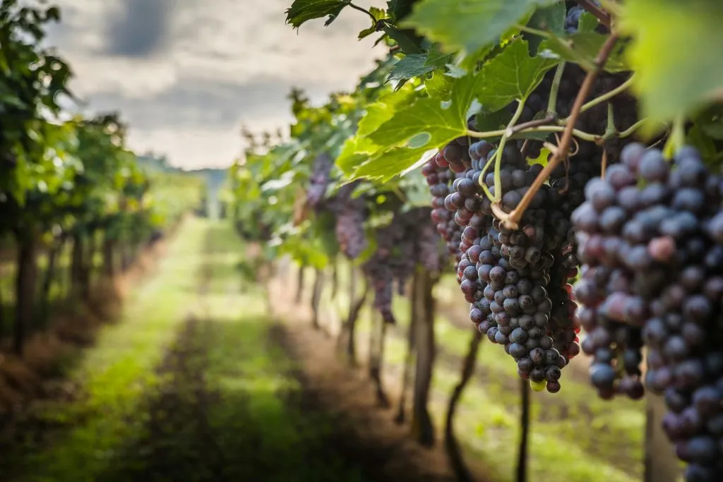 Chianti: lezione di cucina guidata e degustazione di vini in una fattoria