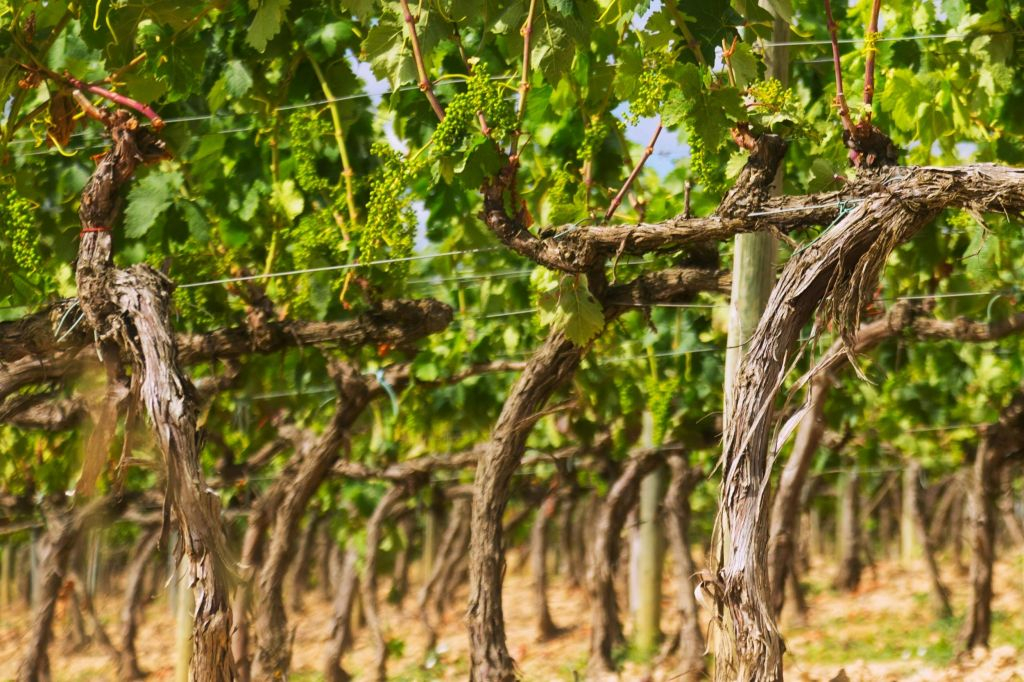 Gaillac Wine: Half Day Tour from Toulouse