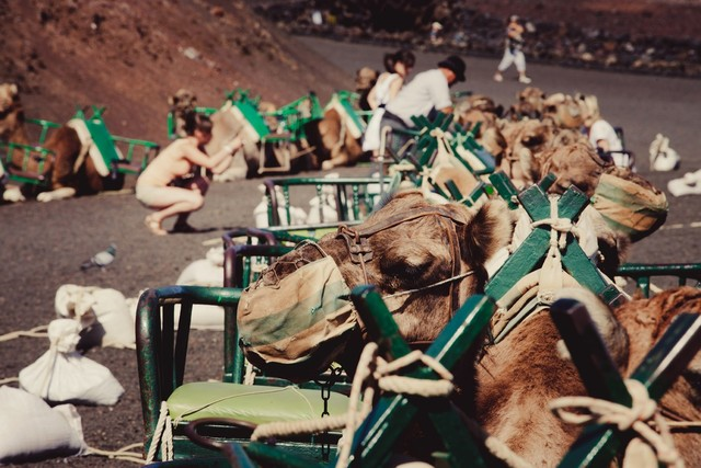 Maspalomas Dunes Camel Ride