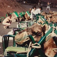 Maspalomas Dunes Camel Ride