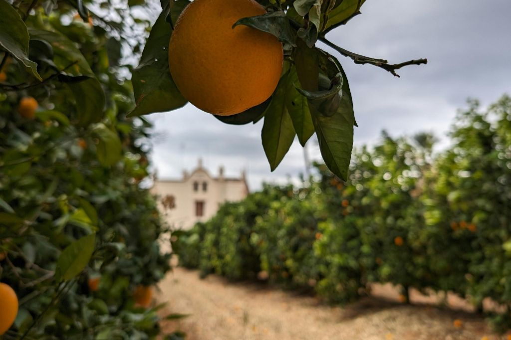 Huerto Ribera: Visita guiada a um pomar de laranjeiras a partir de Valência + prova de comida