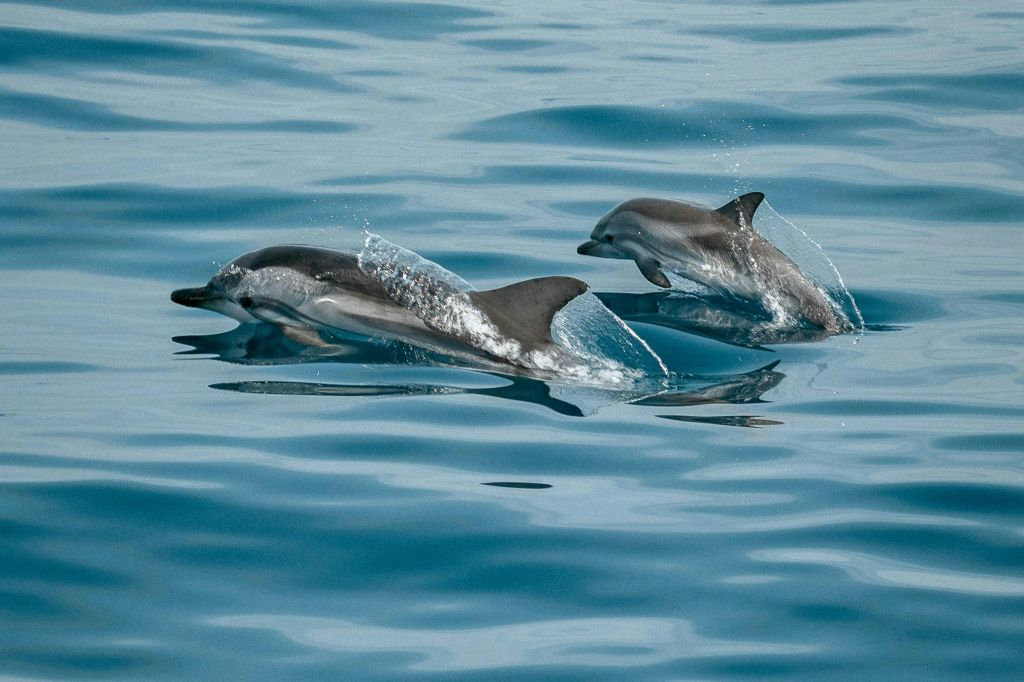 Algarve: Passeio de barco para observação de baleias e golfinhos