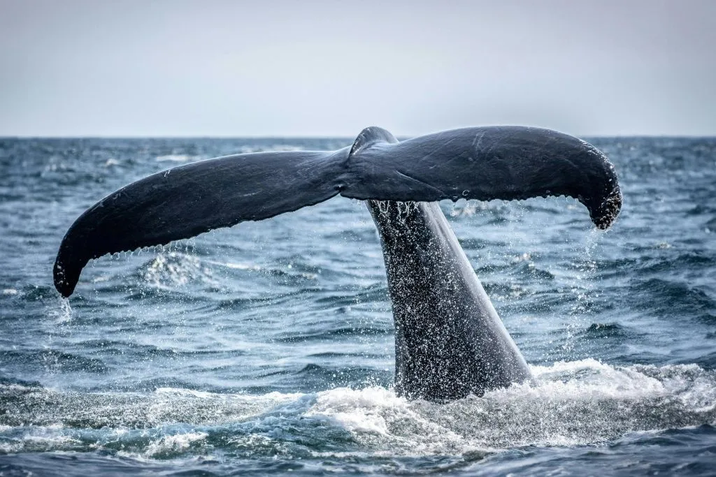 Algarve: Passeio de barco para observação de baleias e golfinhos