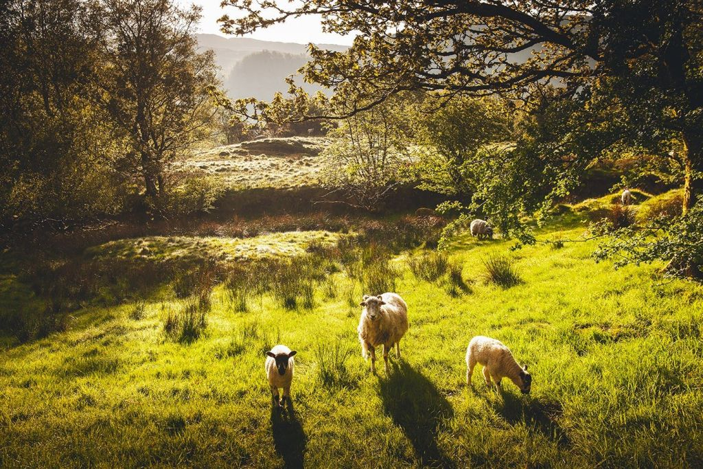 Windermere & The Lake District: Guided Day Tour from Manchester