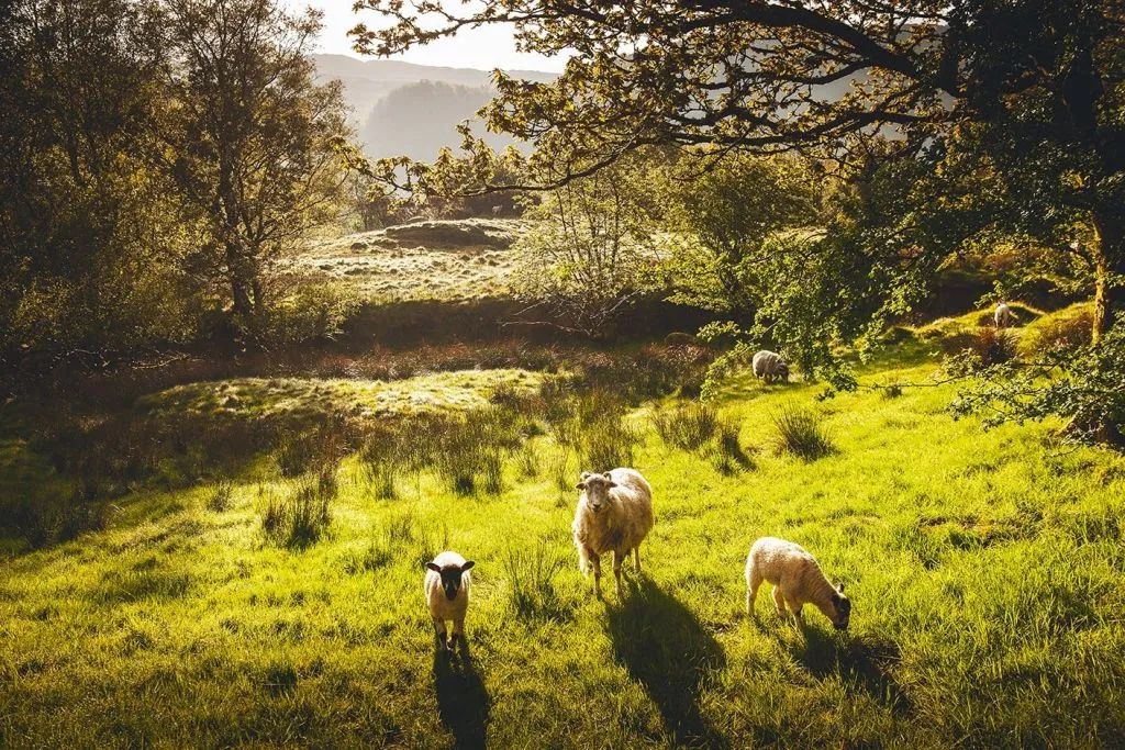 Windermere & The Lake District: Guided Day Tour from Manchester