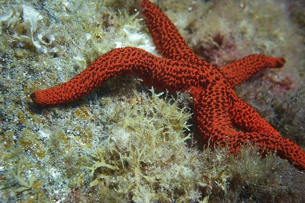 Fuerteventura: Buceo Guiado + Traslado de ida y vuelta