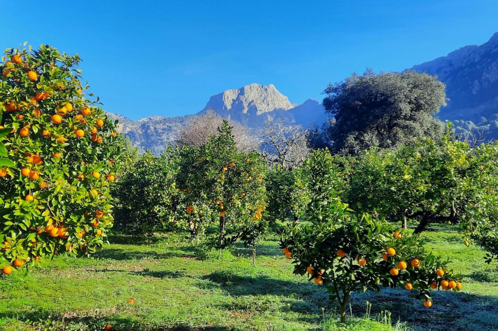 Maiorca: Tour guidato della Valle dell'Arancio e Valldemossa + trasferimenti