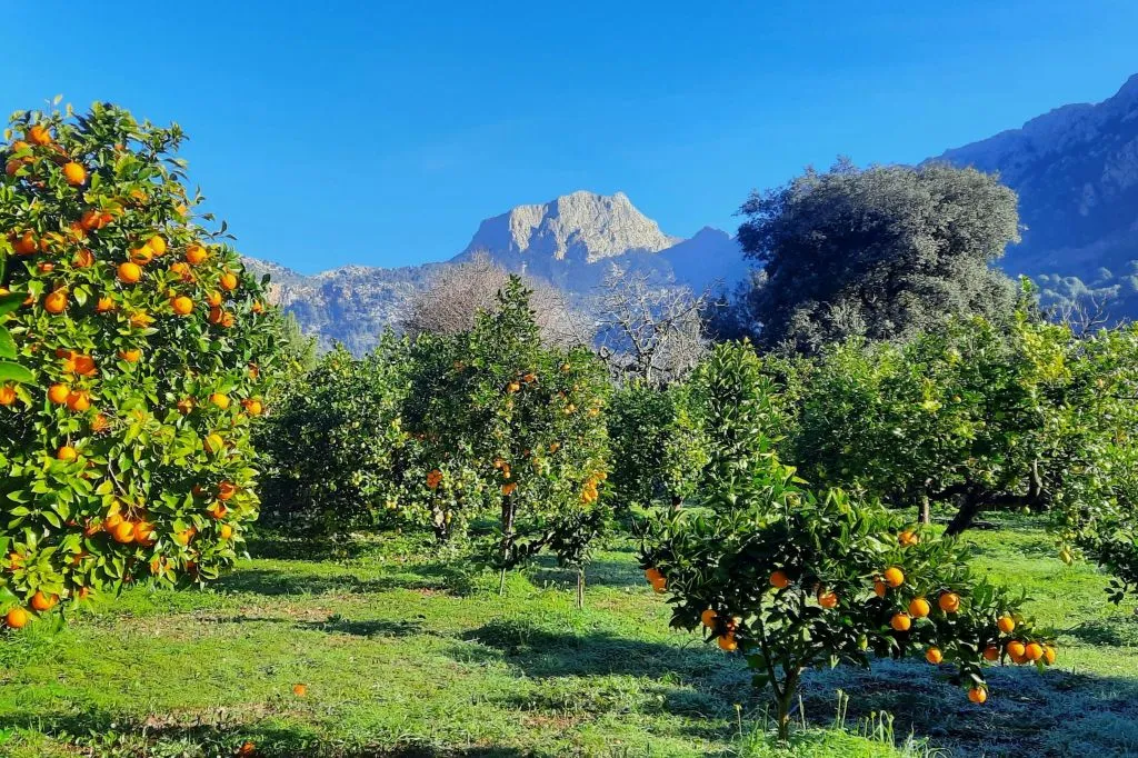 Mallorca: Visita Guiada + Traslado + Degustación de Vino y Pa Amb Oli