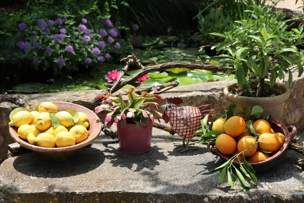 Mallorca: Visita Guiada + Traslado + Degustación de Vino y Pa Amb Oli