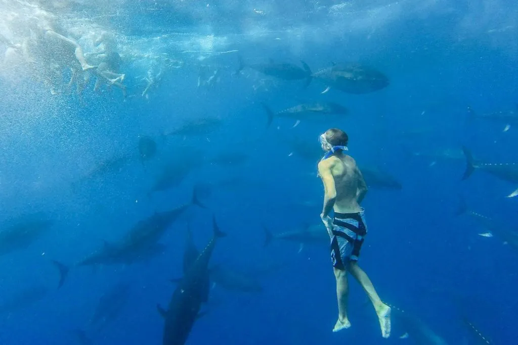 Salou: Excursión Guiada del Atún