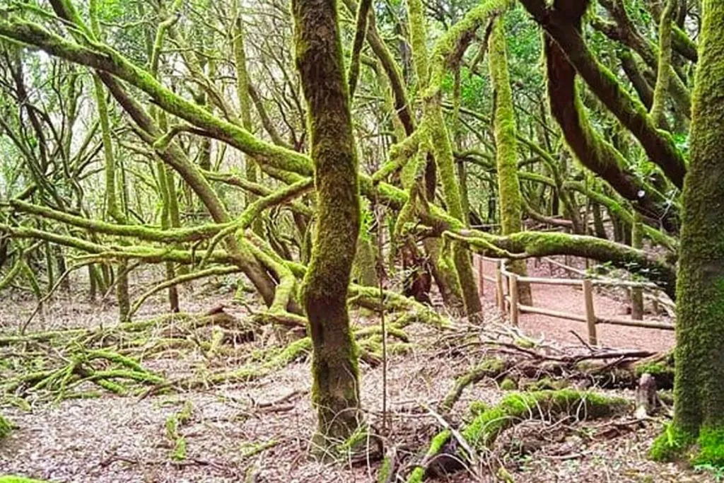 La Gomera: Visita Guiada + Paseo en Ferry + Comida + Traslado