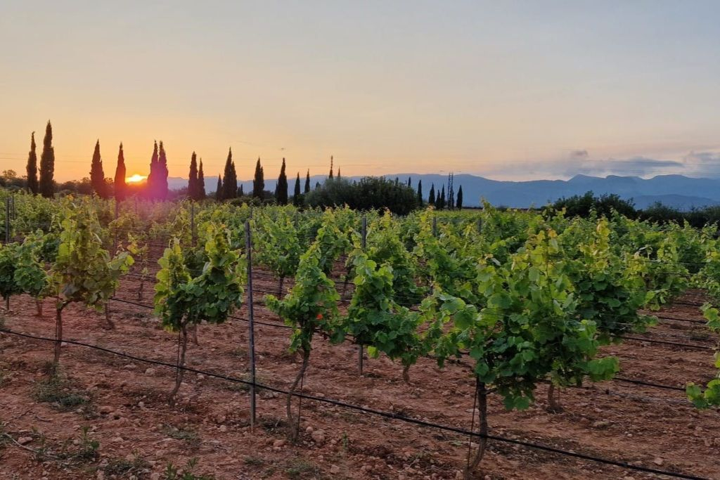 Mallorca: Visita Guiada a Bodegas al Atardecer + Recogida + Degustaciones
