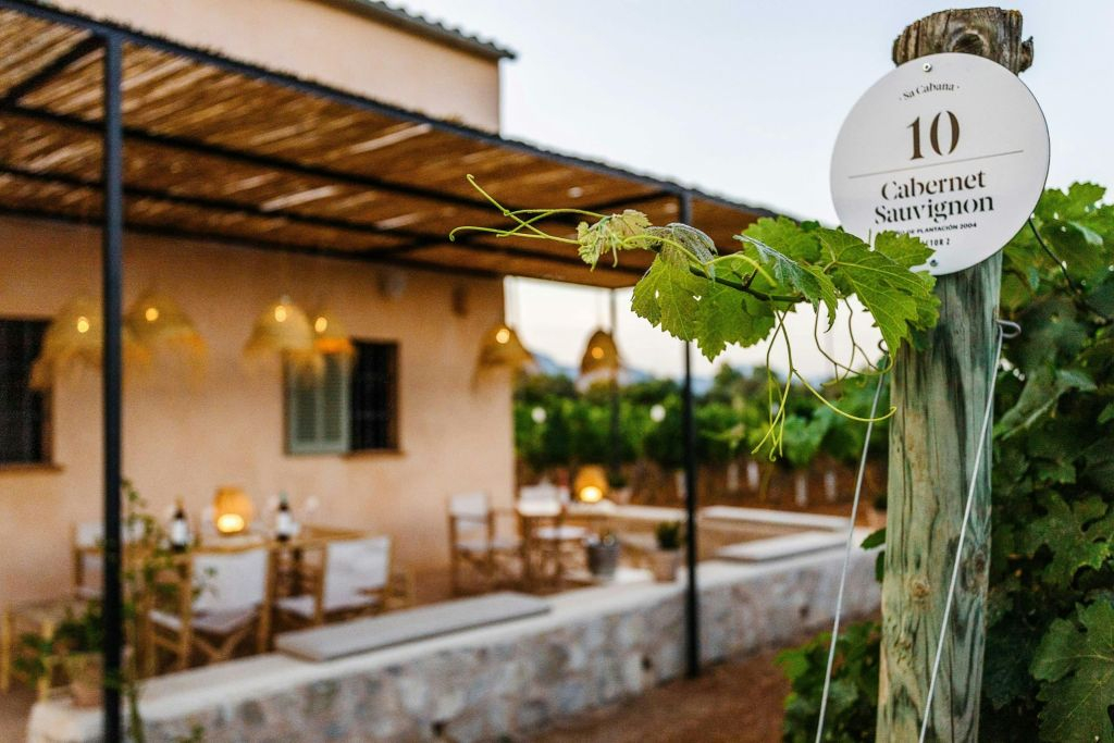 Mallorca: Visita Guiada a Bodegas al Atardecer + Recogida + Degustaciones