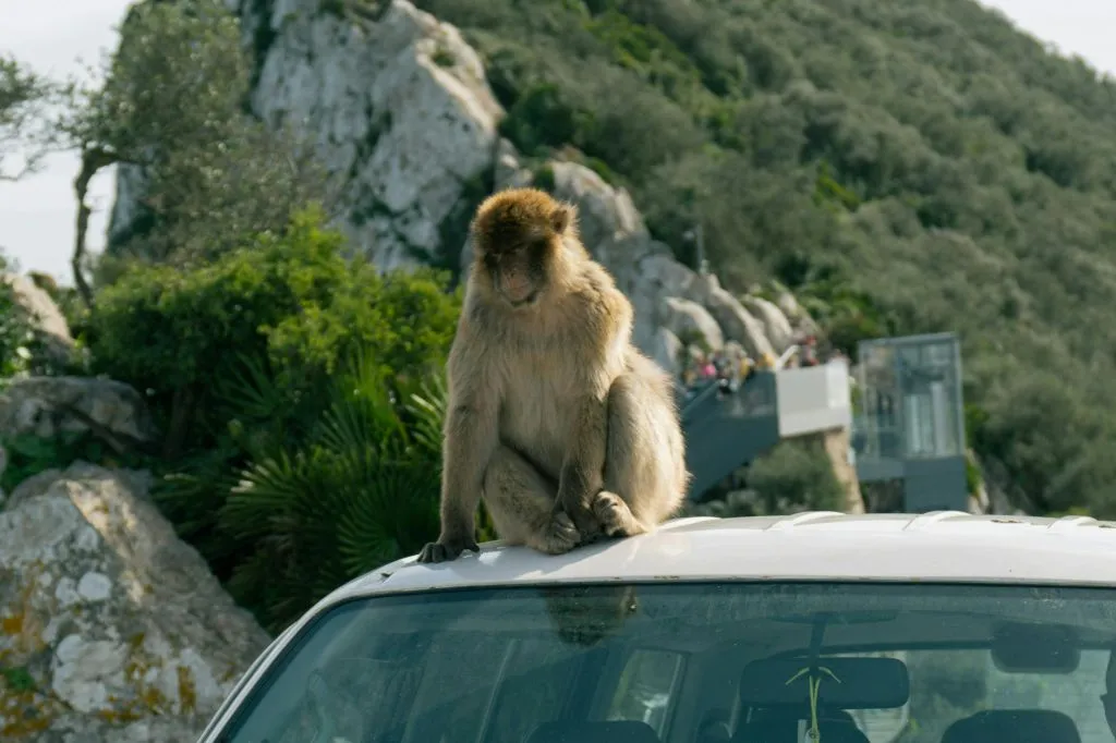 Gibraltar: Excursión guiada de un día desde Sevilla