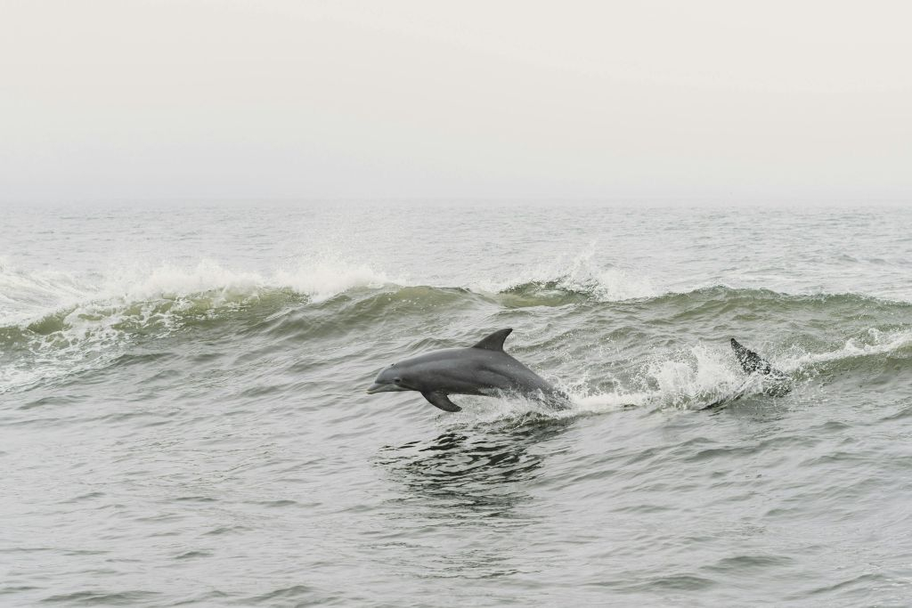 Tarifa: Dolphin & Whale Watching Tour from Seville