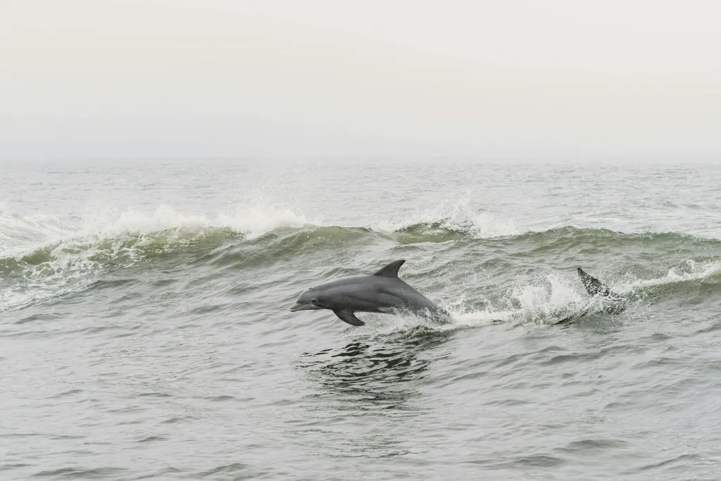 Tarifa: Excursión de avistamiento de delfines y ballenas desde Sevilla