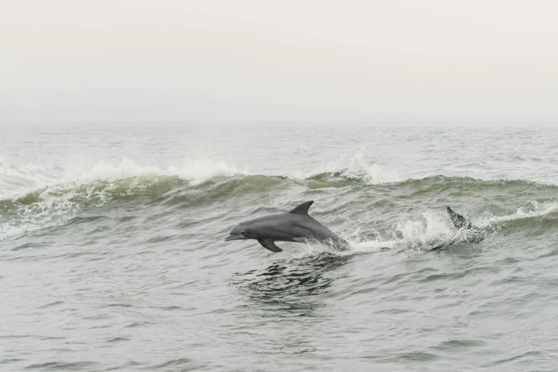 Tarifa: Excursión de avistamiento de delfines y ballenas desde Sevilla