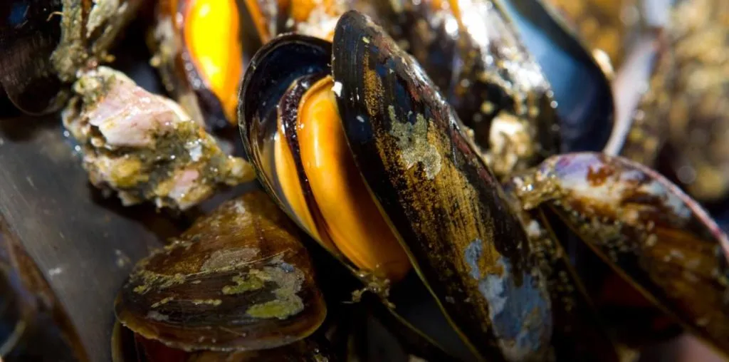 Crucero por las Rías Baixas: Ruta de los Mejillones