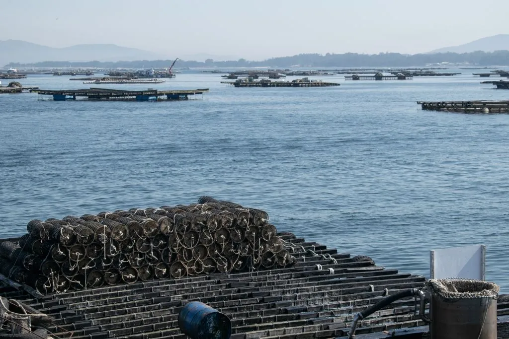 Crucero por las Rías Baixas: Ruta de los Mejillones