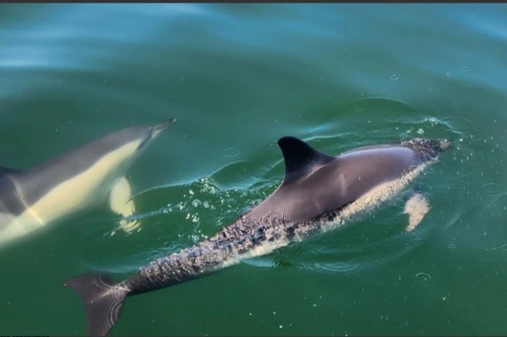 Lisbon: Guided Dolphin Watching Cruise + Open Bar
