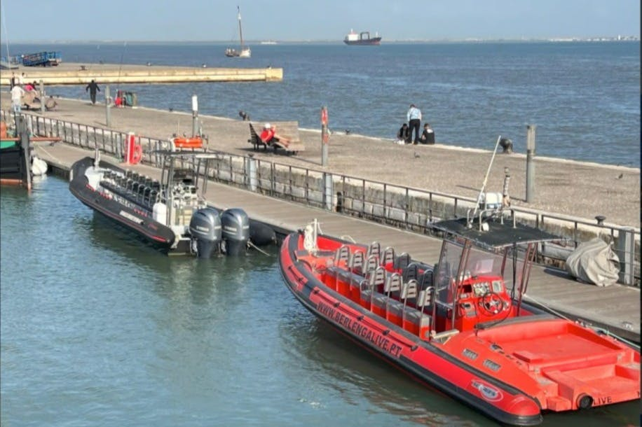 Lisbon: Guided Dolphin Watching Cruise + Open Bar