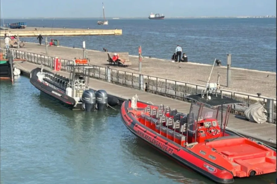 Lisbon: Guided Dolphin Watching Cruise + Open Bar