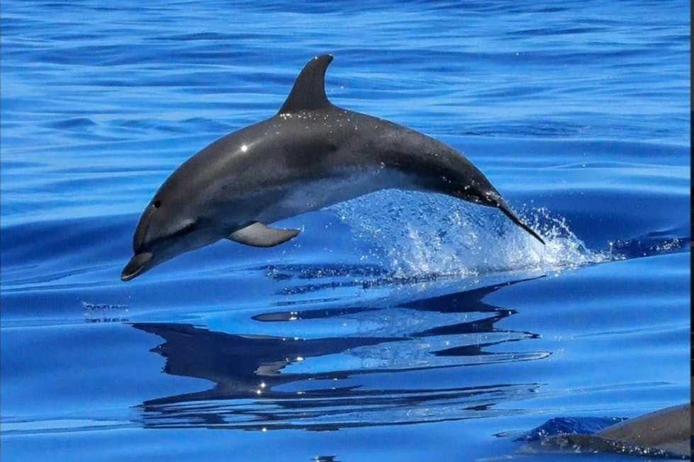 Lisbon: Guided Dolphin Watching Cruise + Open Bar
