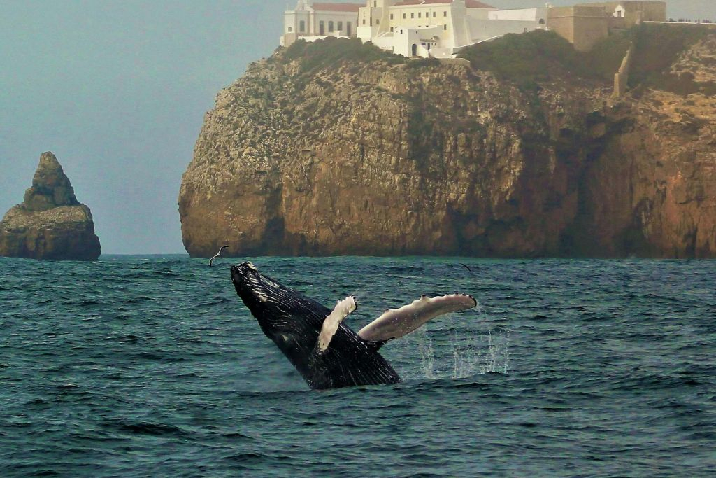 Sagres: Tour guidato di avventura nella fauna selvatica